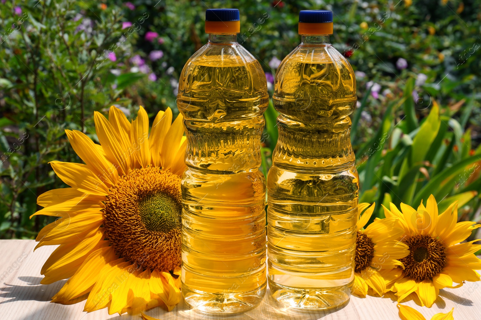 Photo of Bottles of sunflower oil on wooden table outdoors
