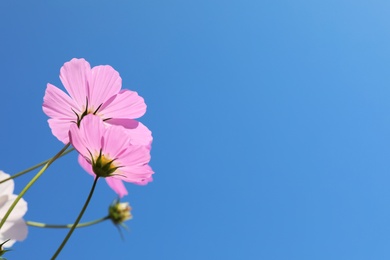 Photo of Beautiful cosmos flowers against blue sky, meadow plant. Space for text