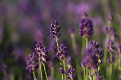 Closeup view of beautiful lavender in field on sunny day