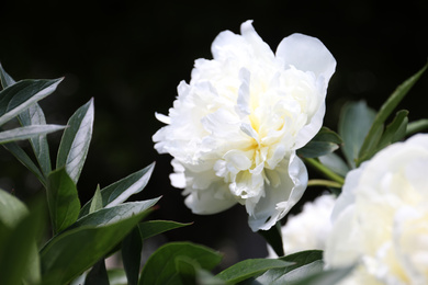 Photo of Closeup view of blooming white peony bush outdoors