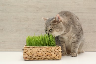 Cute cat near fresh green grass on white surface