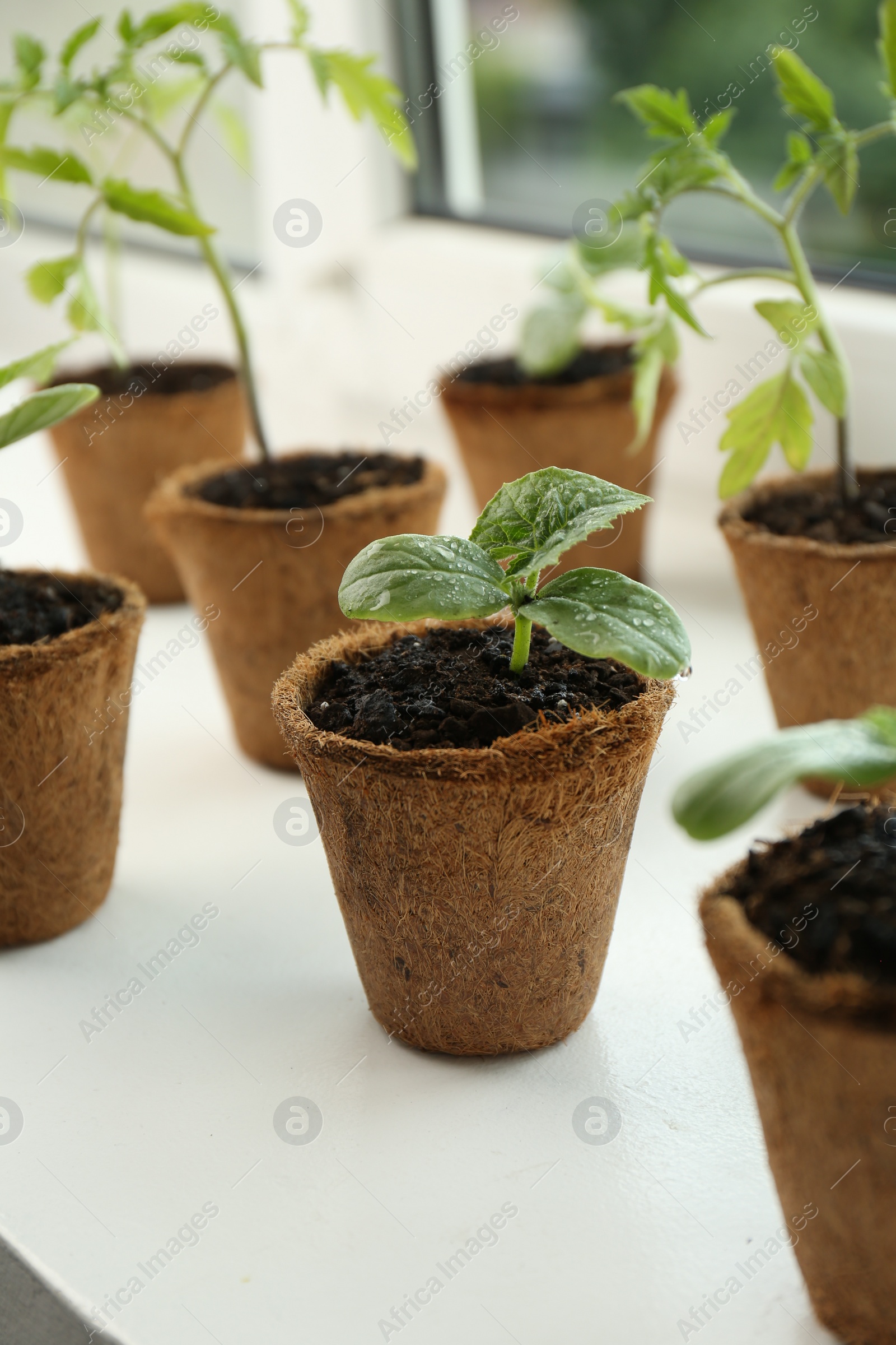 Photo of Many cucumber and tomato seedlings growing in pots on window sill, closeup