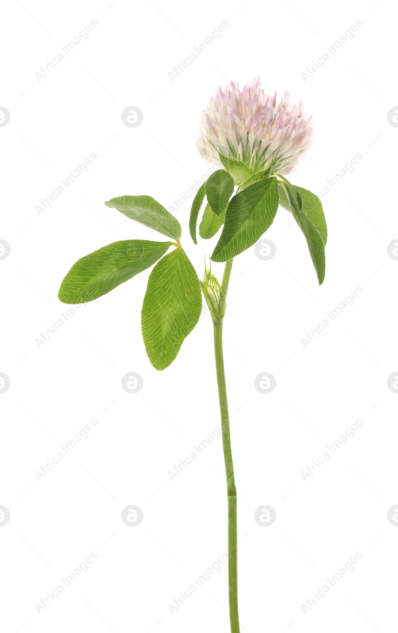 Photo of Beautiful blooming clover plant isolated on white