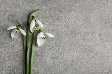 Photo of Beautiful snowdrop flowers on grey table, flat lay. Space for text