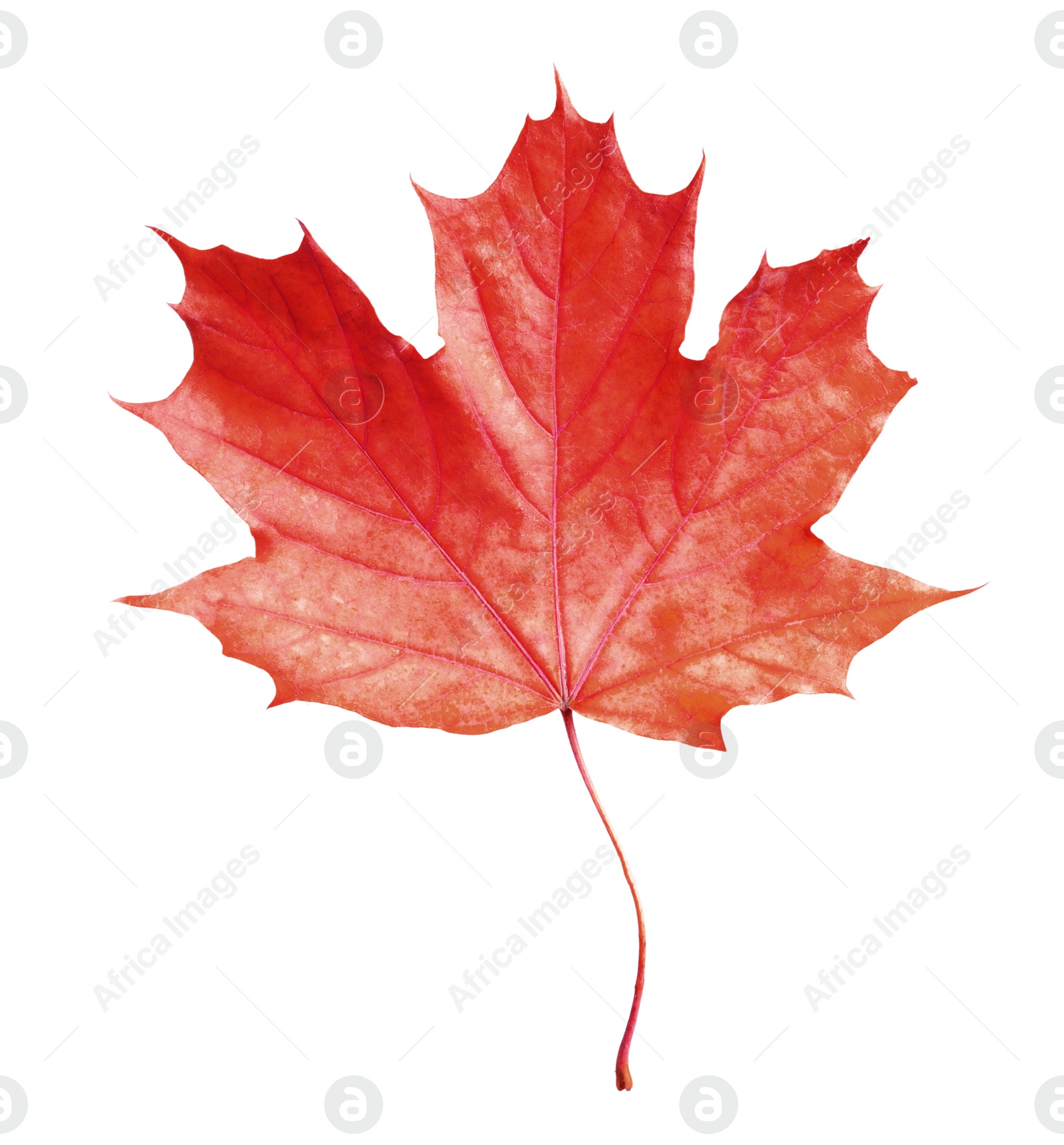 Image of Beautiful red maple leaf isolated on white. Autumn season