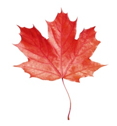 Beautiful red maple leaf isolated on white. Autumn season