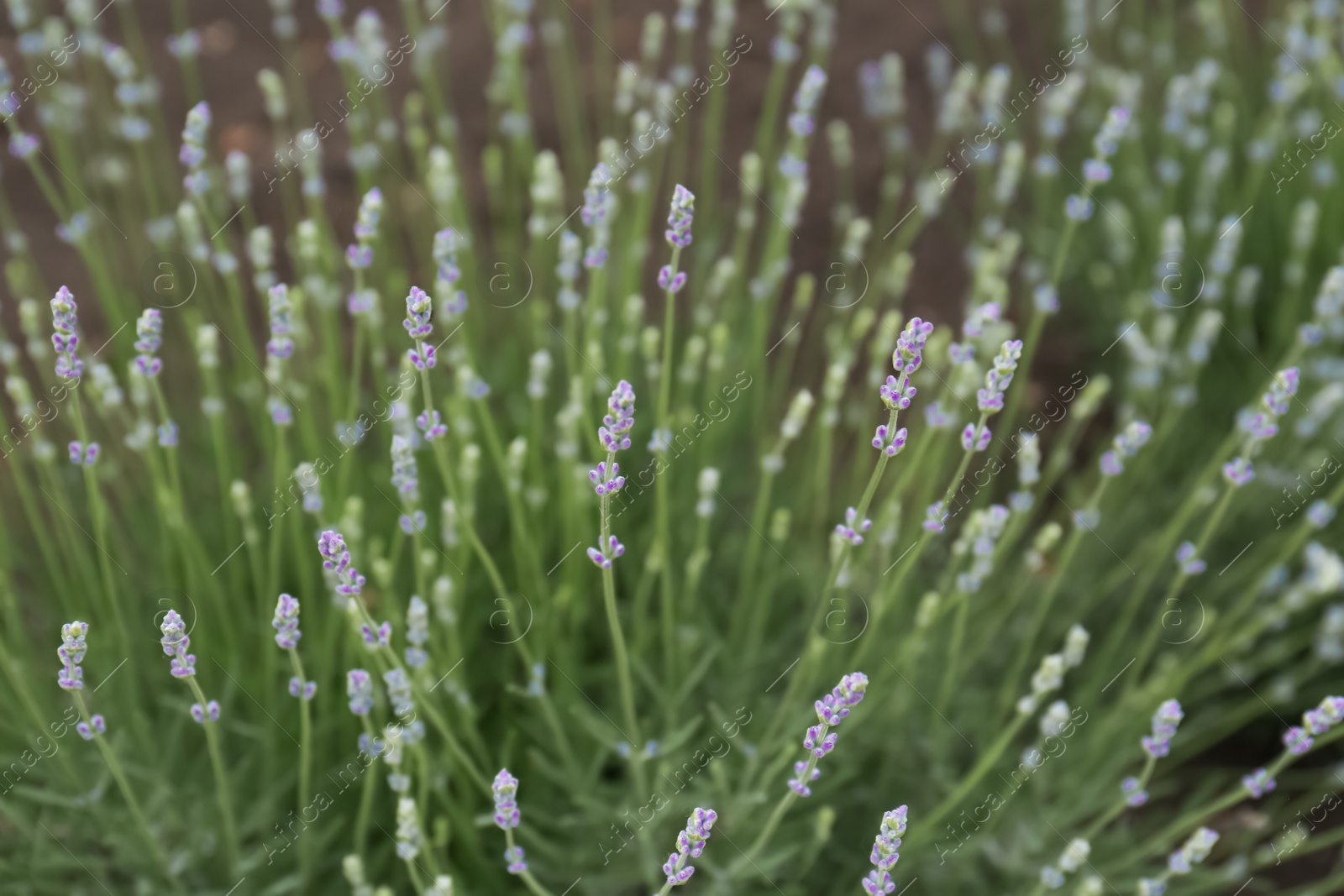 Photo of Closeup view of beautiful lavender growing in field