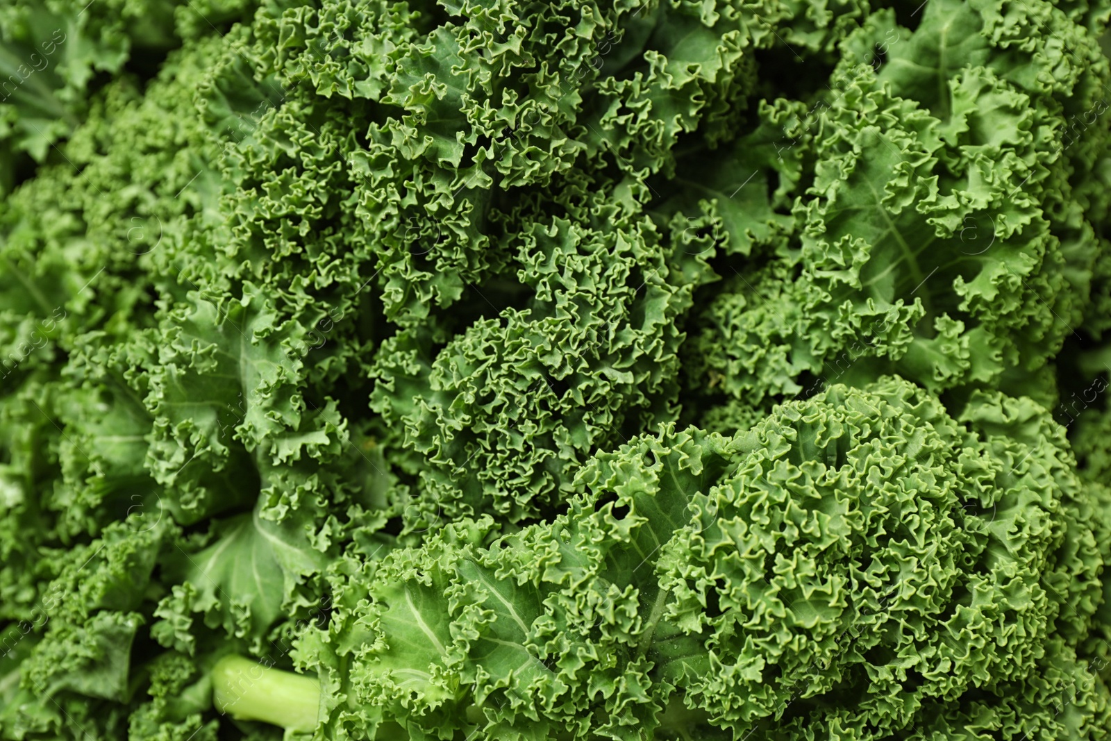 Photo of Fresh green kale leaves as background, closeup