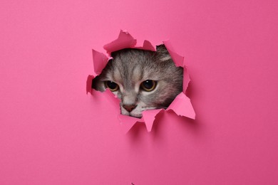 Photo of Cute grey cat peeking out hole in pink paper