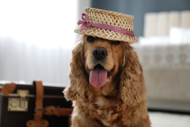 English Cocker Spaniel in cute hat near suitcase indoors. Pet friendly hotel