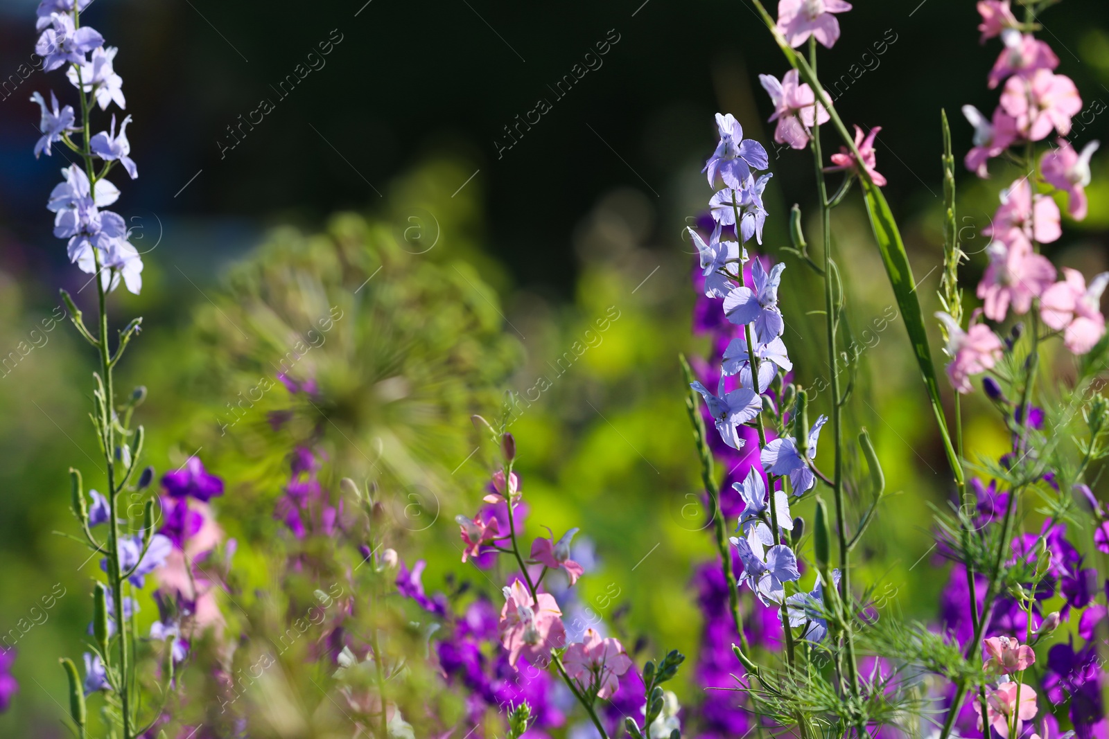 Photo of Beautiful wild flowers outdoors on sunny day. Amazing nature in summer