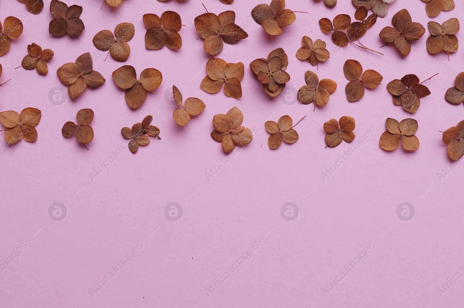 Photo of Flat lay composition with dried hortensia flowers on pink background. Space for text