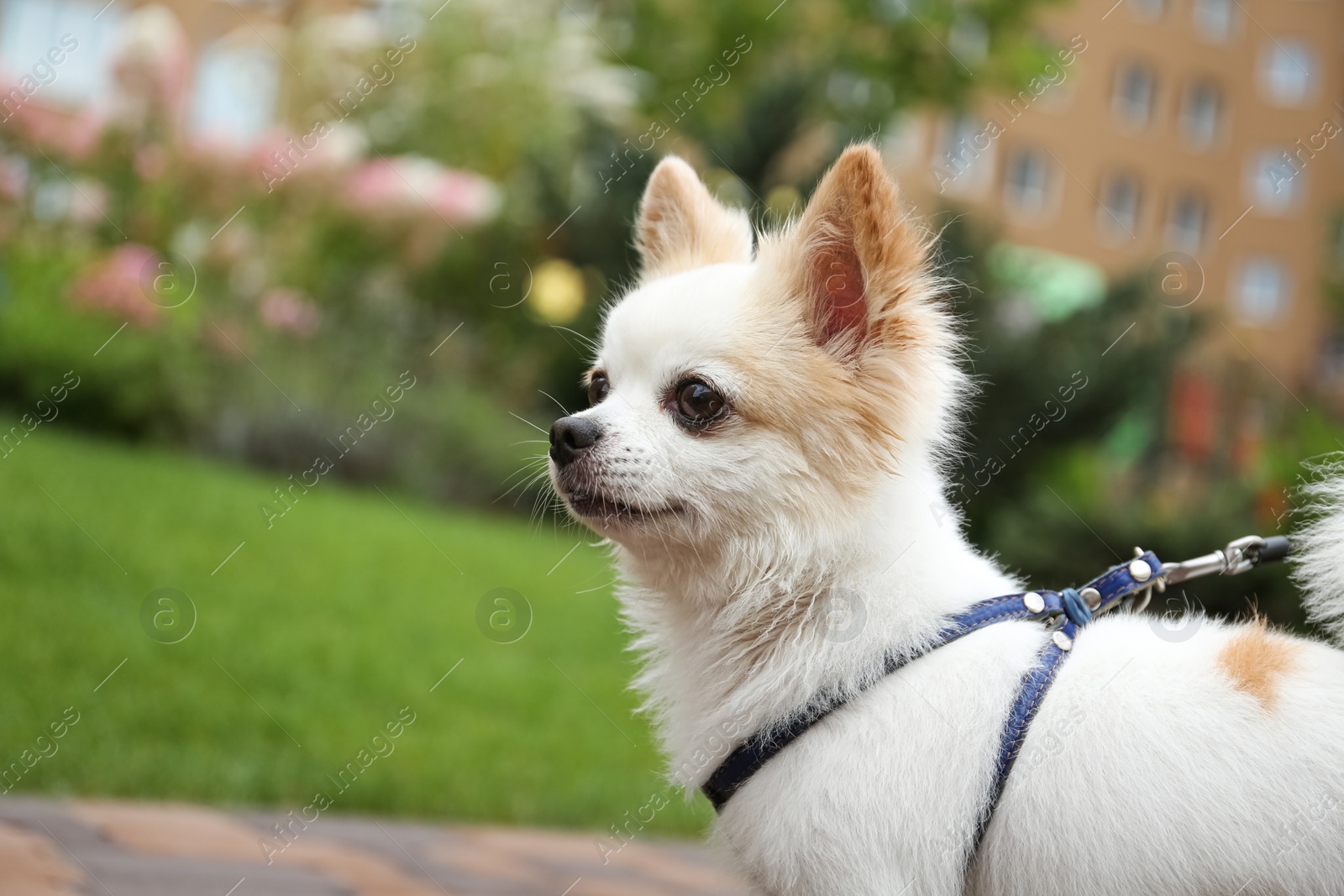 Photo of Cute Chihuahua with leash in park, closeup. Dog walking