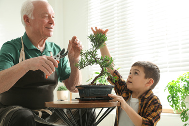 Photo of Senior man with little grandson taking care of Japanese bonsai plant indoors. Creating zen atmosphere at home