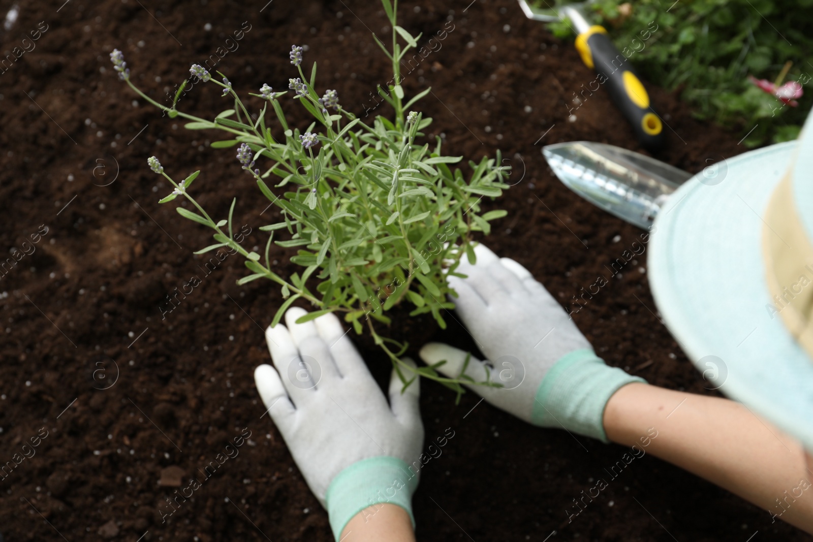 Photo of Woman transplanting beautiful lavender flower into soil, above view