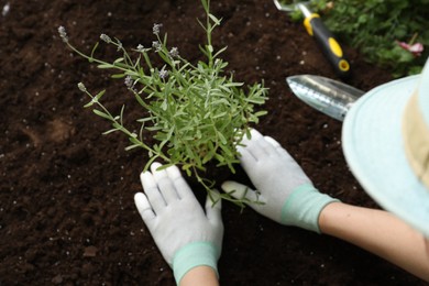Woman transplanting beautiful lavender flower into soil, above view