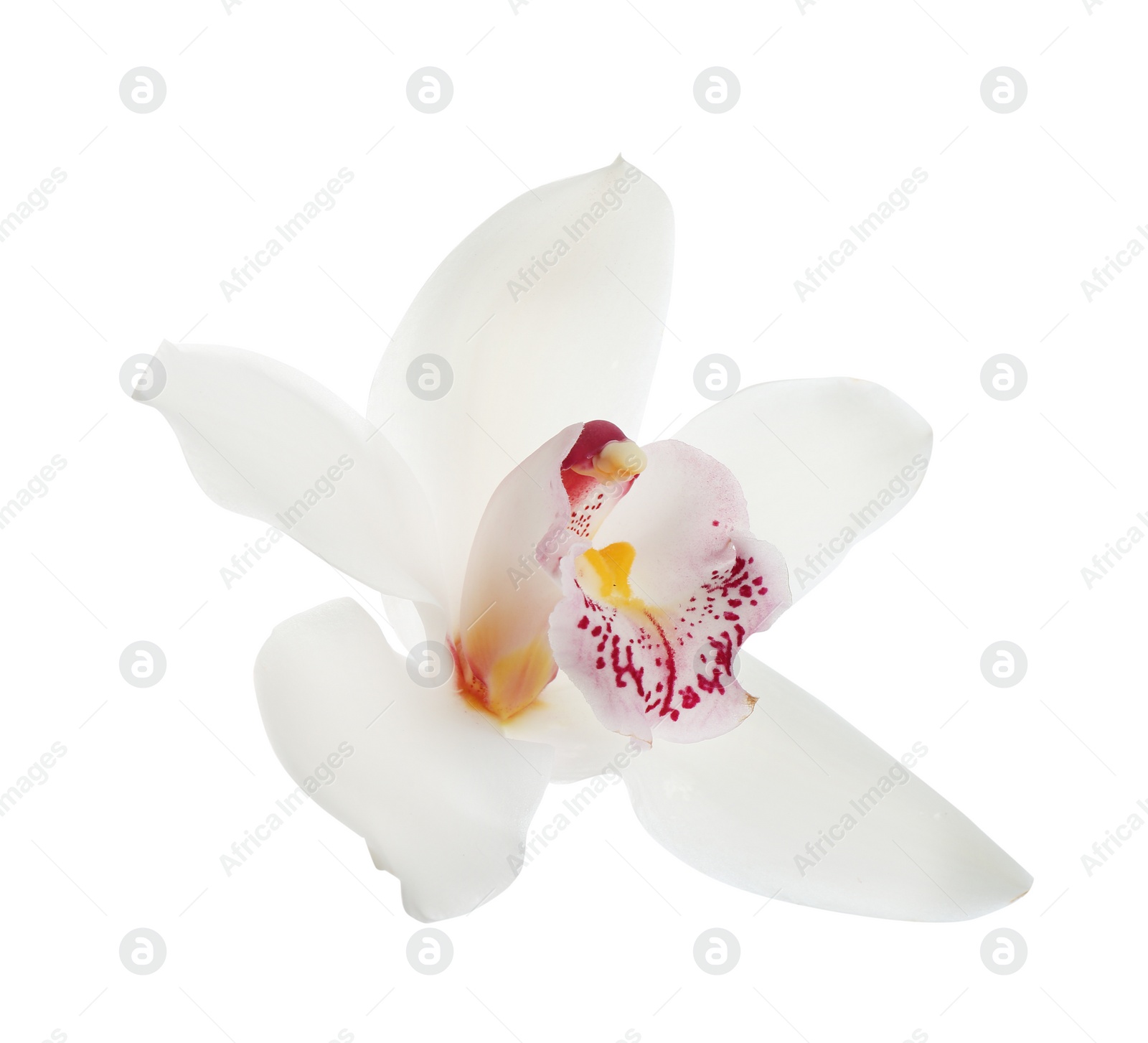 Photo of Beautiful tropical orchid flower on white background