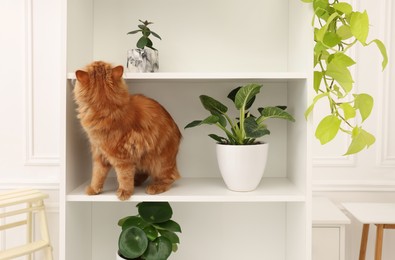 Adorable cat near green houseplants on white shelves at home