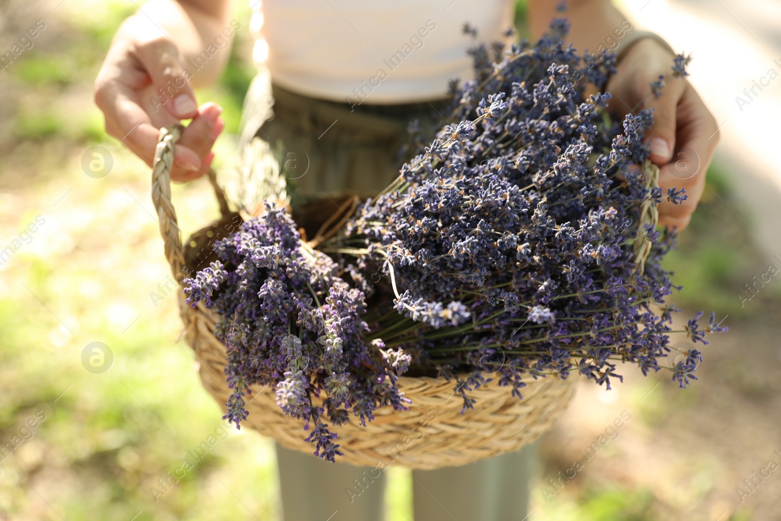 Photo of Woman holding wicker basket with lavender flowers outdoors, closeup