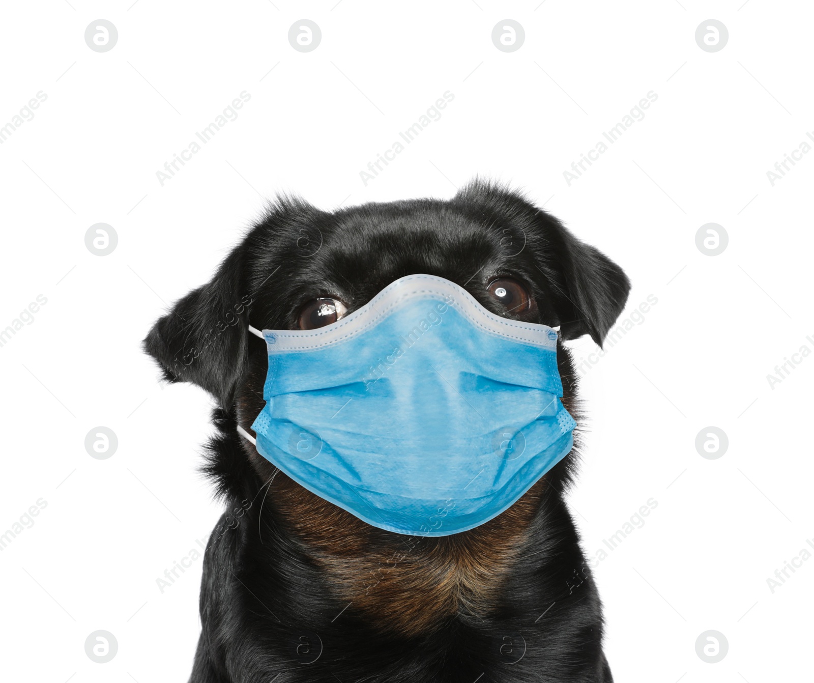 Image of Adorable black Petit Brabancon dog in medical mask on white background. Virus protection for animal