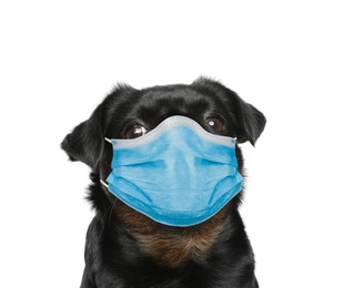 Image of Adorable black Petit Brabancon dog in medical mask on white background. Virus protection for animal