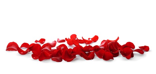 Fresh red rose petals on white background