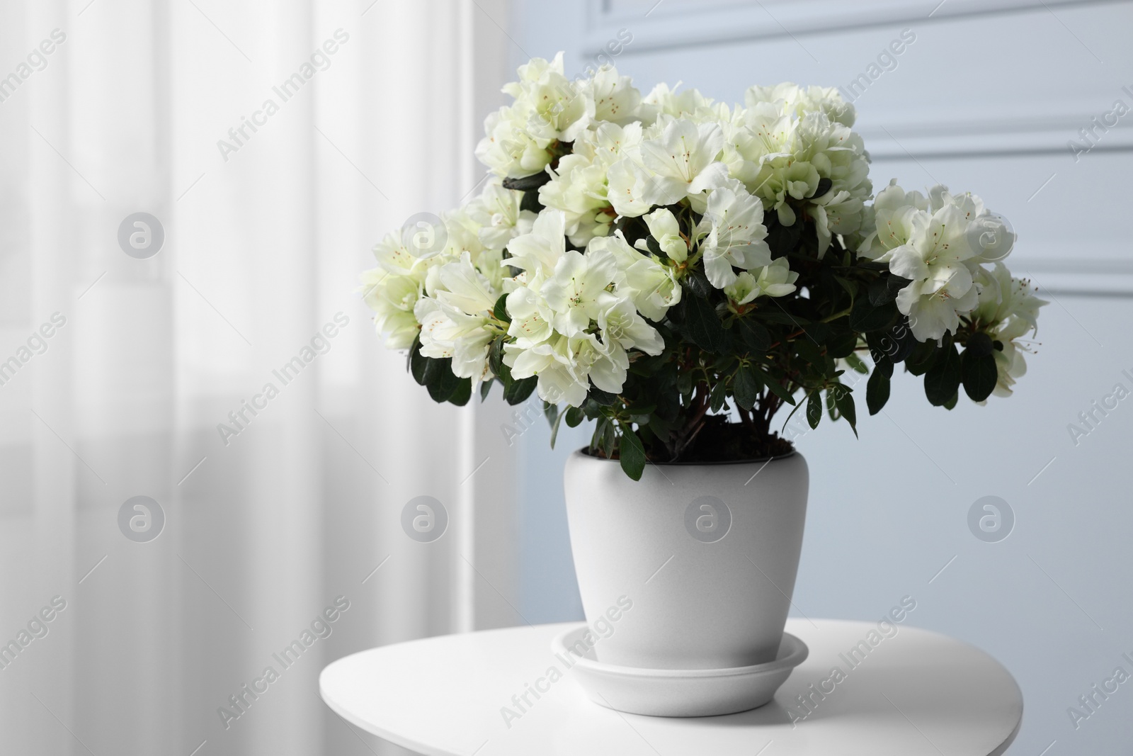 Photo of Beautiful azalea flowers in pot on white table indoors. Space for text