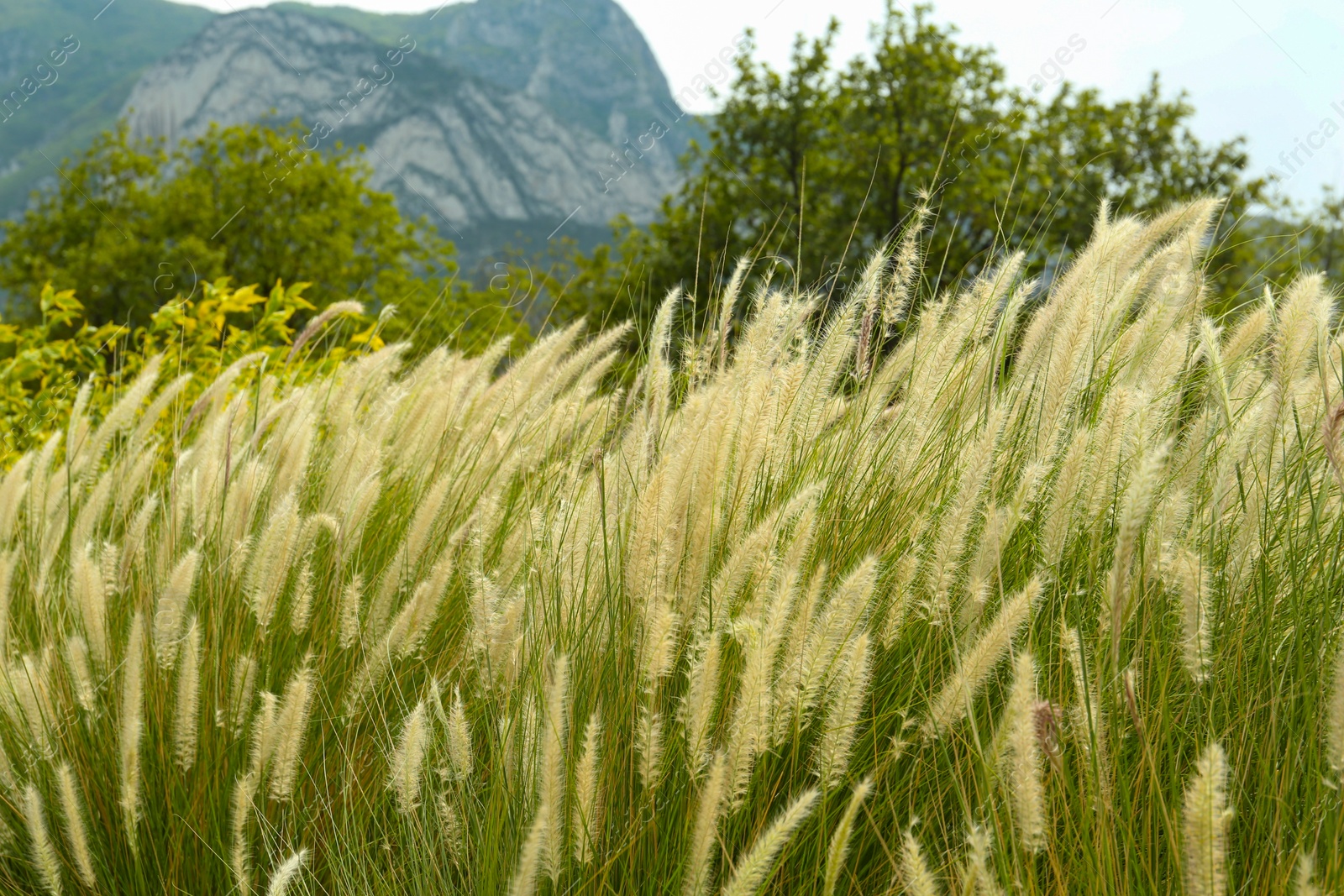 Photo of Bushes of beautiful white pennisetum setaceum outdoors