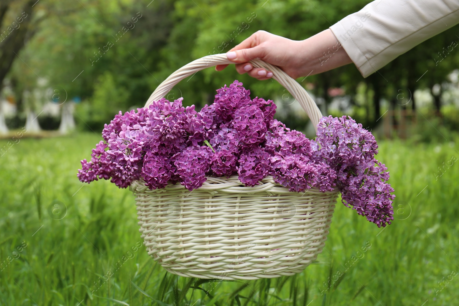 Photo of Woman holding wicker basket with beautiful lilac flowers outdoors, closeup