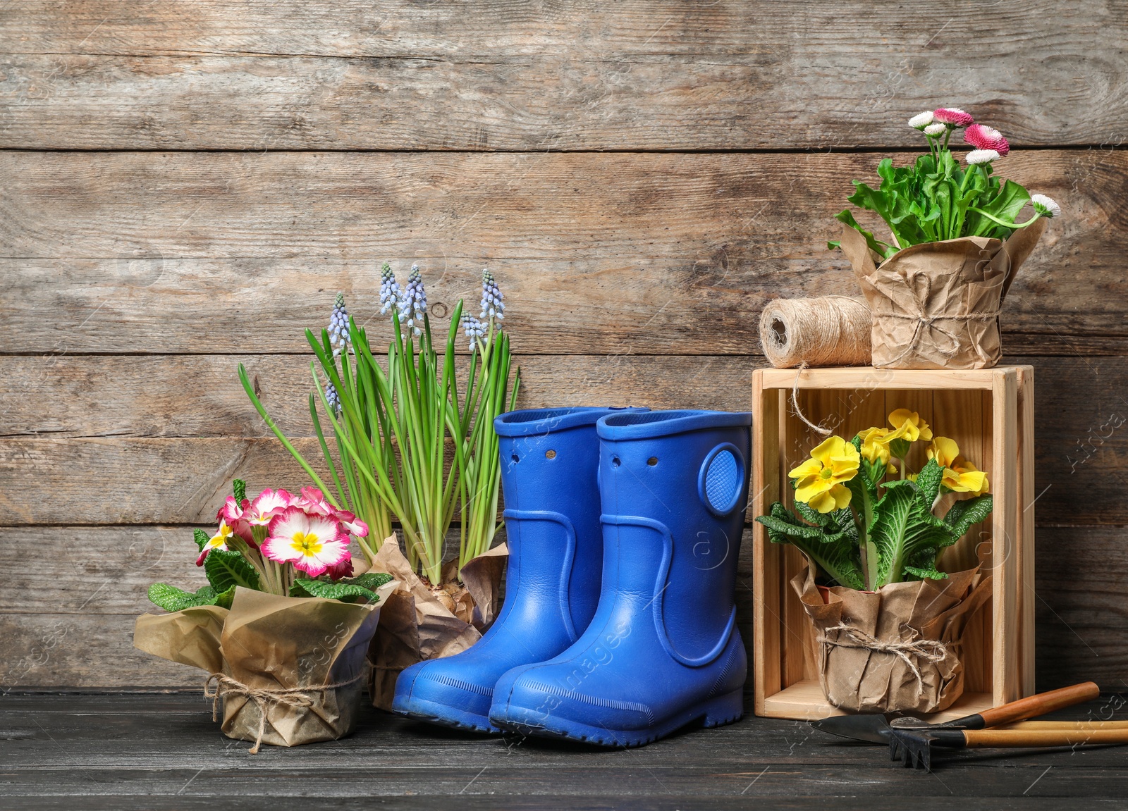 Photo of Composition with plants and gardening tools on table against wooden background