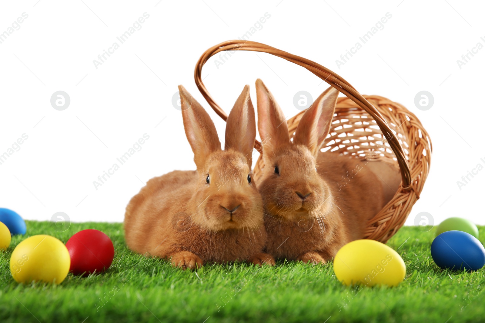 Photo of Cute bunnies and Easter eggs on green grass against white background