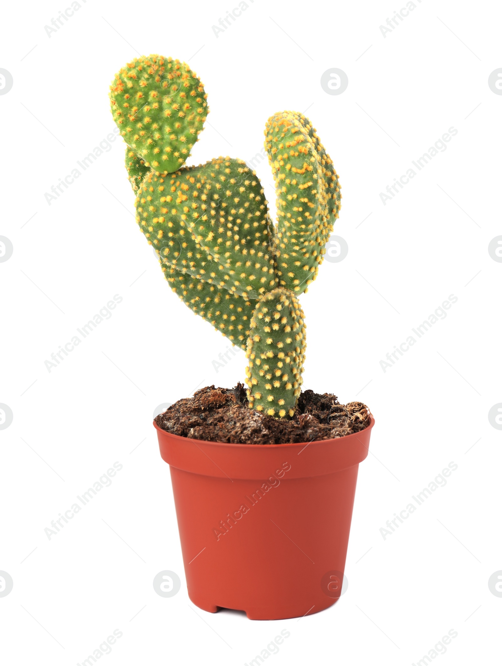 Photo of Beautiful green Opuntia cactus in pot on white background