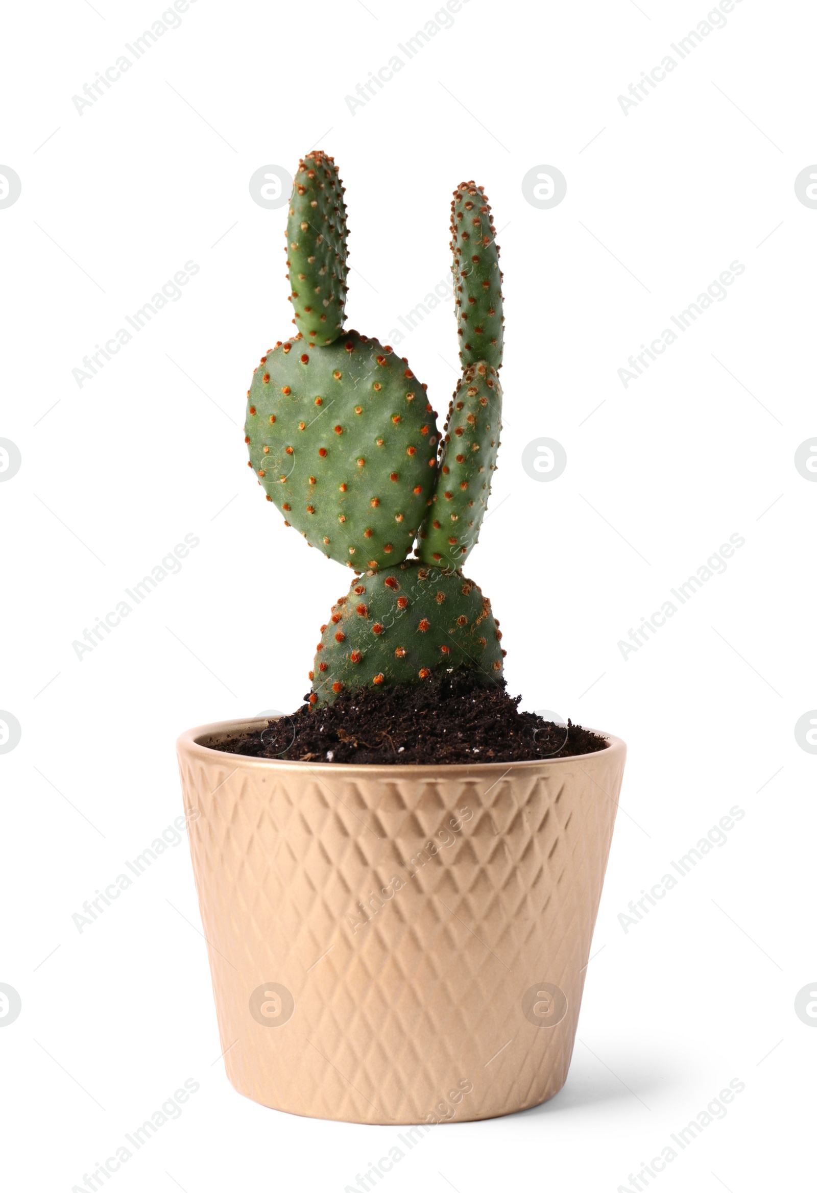 Photo of Beautiful green Opuntia cactus in ceramic pot on white background