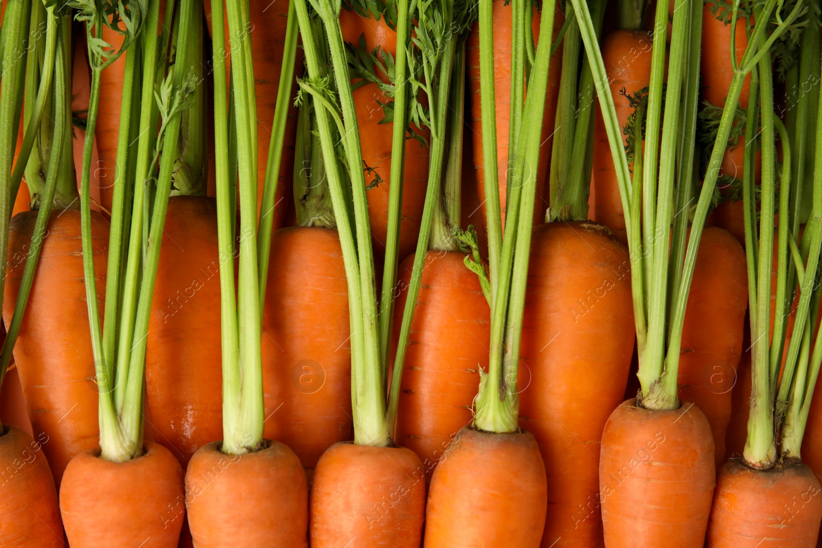 Photo of Fresh ripe carrots as background, top view