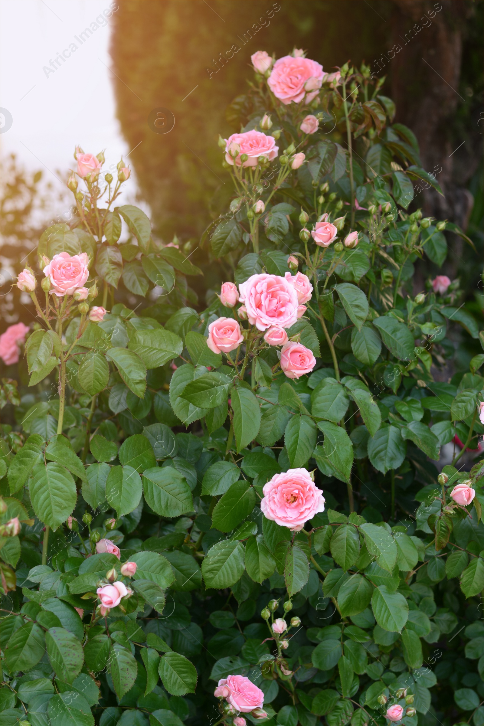 Photo of Bushes with beautiful pink roses in garden
