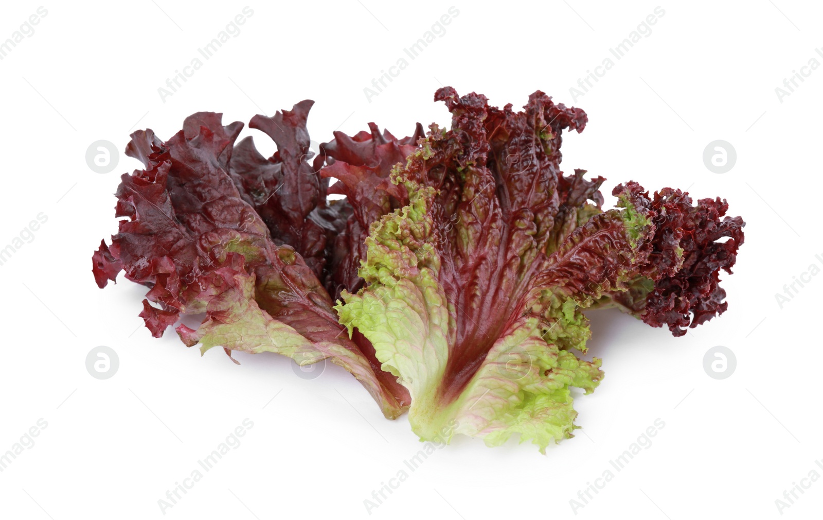 Photo of Leaves of fresh red coral lettuce isolated on white