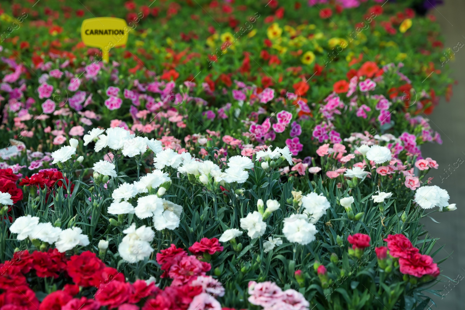 Photo of Many beautiful colorful carnations in garden center