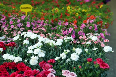 Many beautiful colorful carnations in garden center