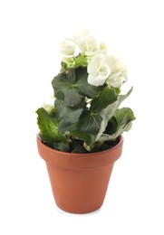 Photo of Beautiful blooming pelargonium flower in pot on white background
