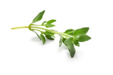 Photo of Aromatic thyme sprig on white background. Fresh herb