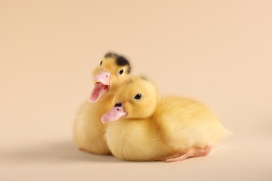Photo of Baby animals. Cute fluffy ducklings on beige background