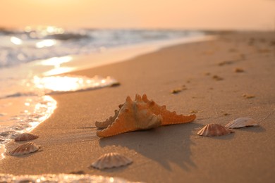 Photo of Beautiful sea star and shells on sunlit sand at sunset