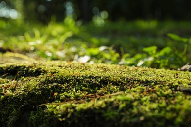 Beautiful green moss outdoors on sunny day, closeup. Space for text