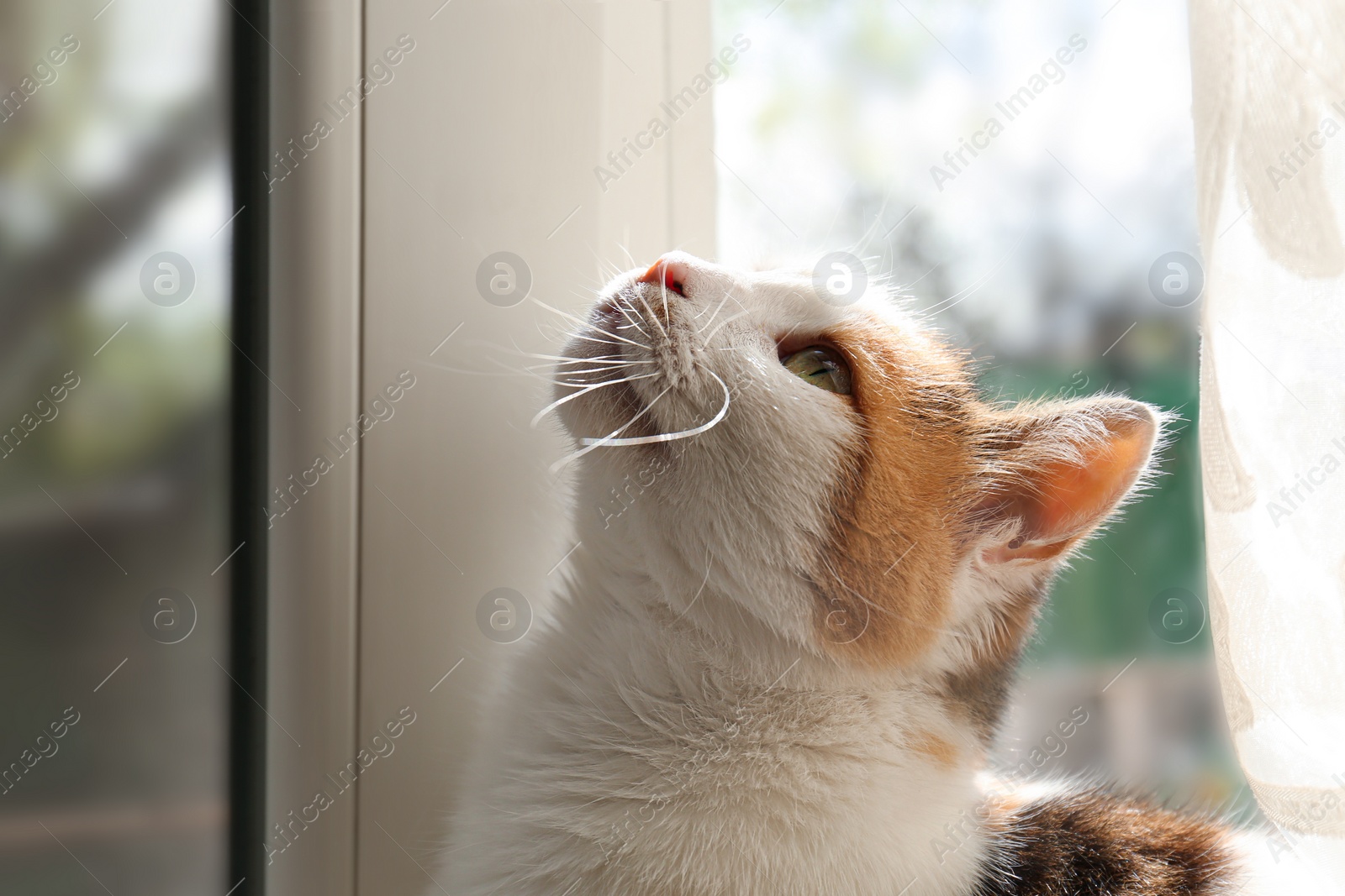 Photo of Portrait of cute cat near window at home