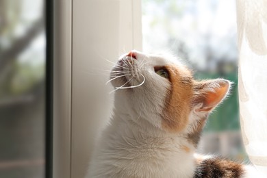 Portrait of cute cat near window at home