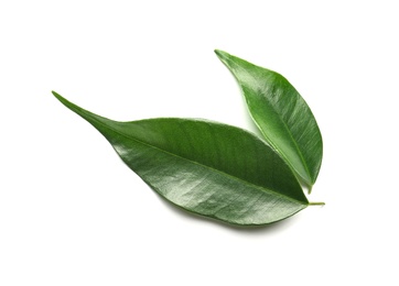 Photo of Green lemon leaves on white background, top view