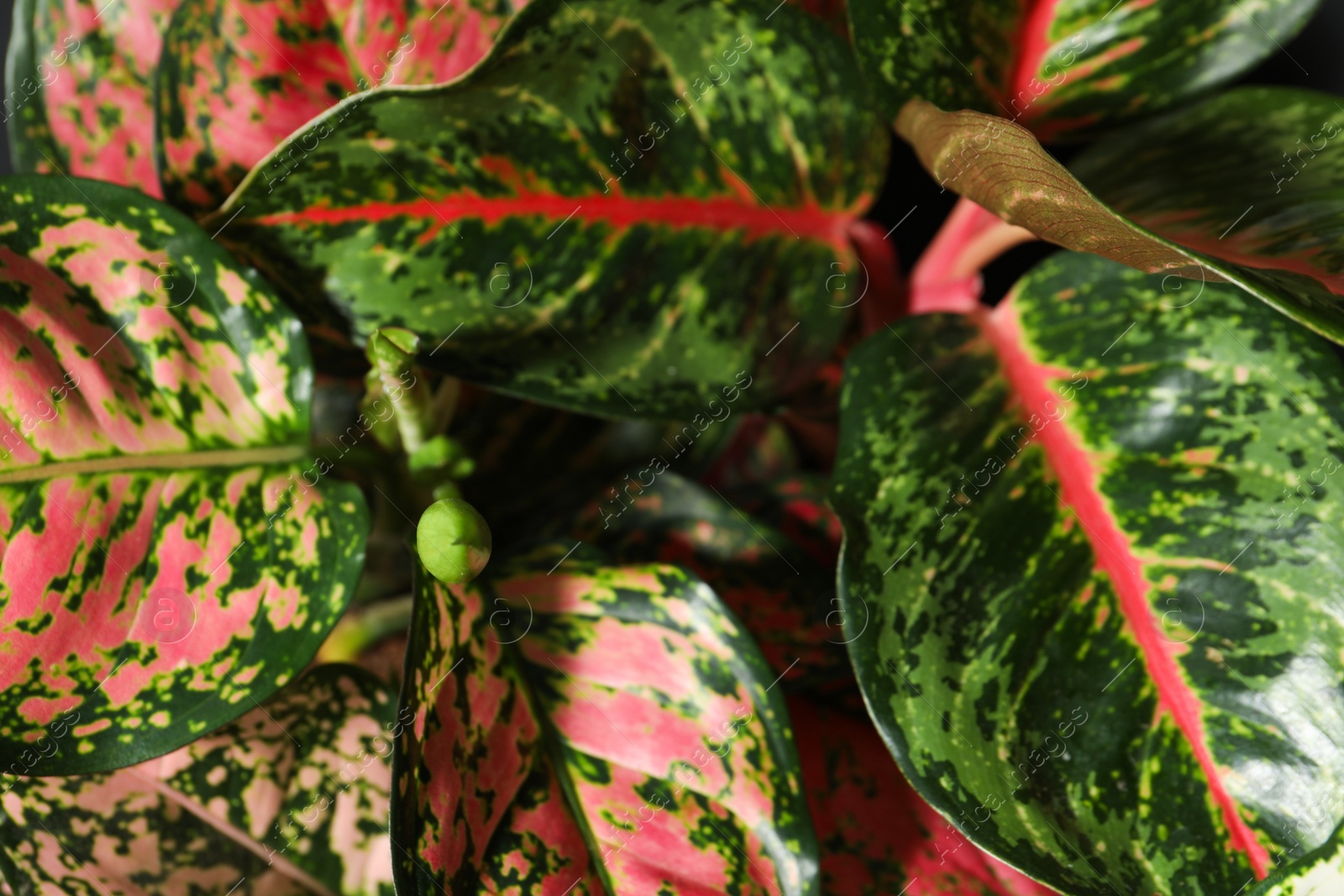 Photo of Aglaonemas with beautiful leaves as background, closeup. Tropical plants