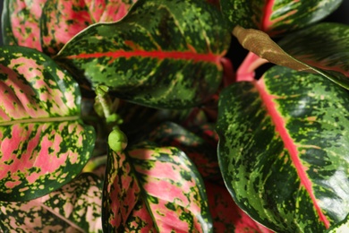 Aglaonemas with beautiful leaves as background, closeup. Tropical plants