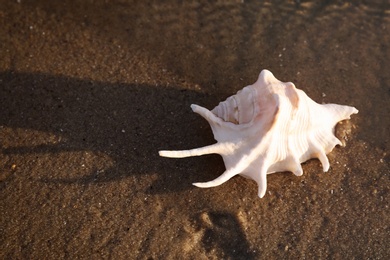 Photo of Sandy beach with beautiful seashell on sunny summer day. Space for text