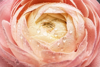 Photo of Beautiful ranunculus flower, closeup